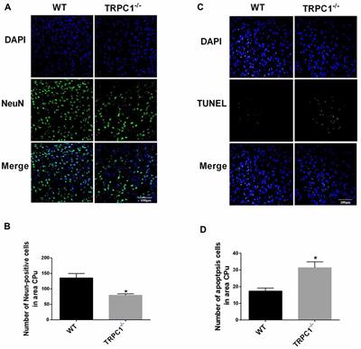 TRPC1 Deletion Causes Striatal Neuronal Cell Apoptosis and Proteomic Alterations in Mice